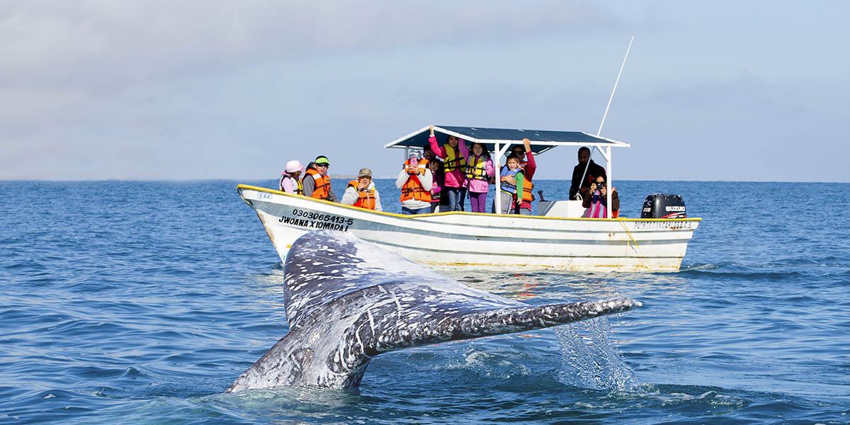 When is the Best Time for Whale Watching in Bahia de Banderas?