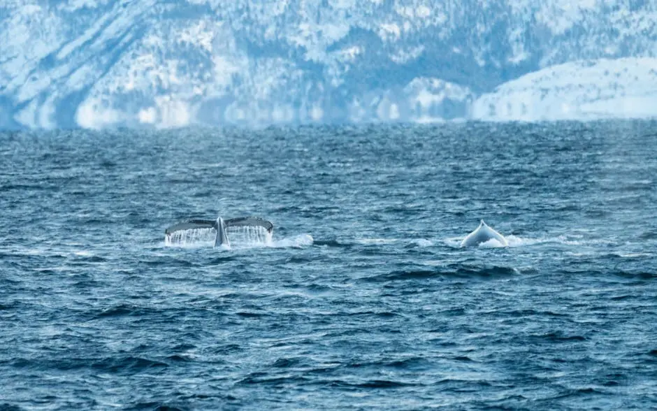 When is the Best Time for Whale Watching in Bahia de Banderas?