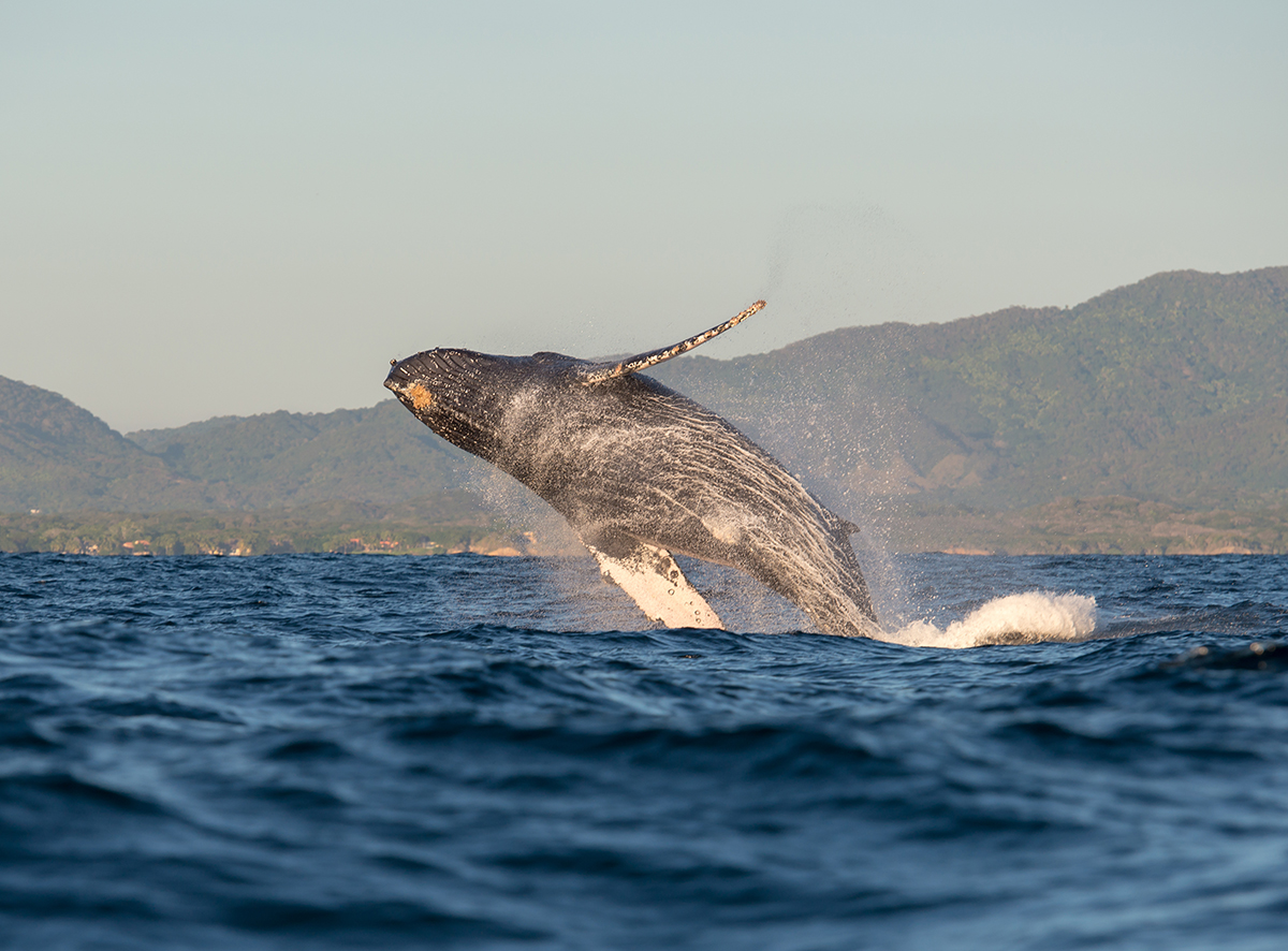 10 Essential Tips for the Best Whale Watching Experience