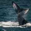 Tail of a whale in the sea